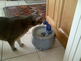Patric with an Ebi drinking fountain